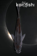 6" OCHIBA SHIGURE