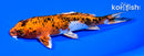 5.5" YAMATO NISHIKI