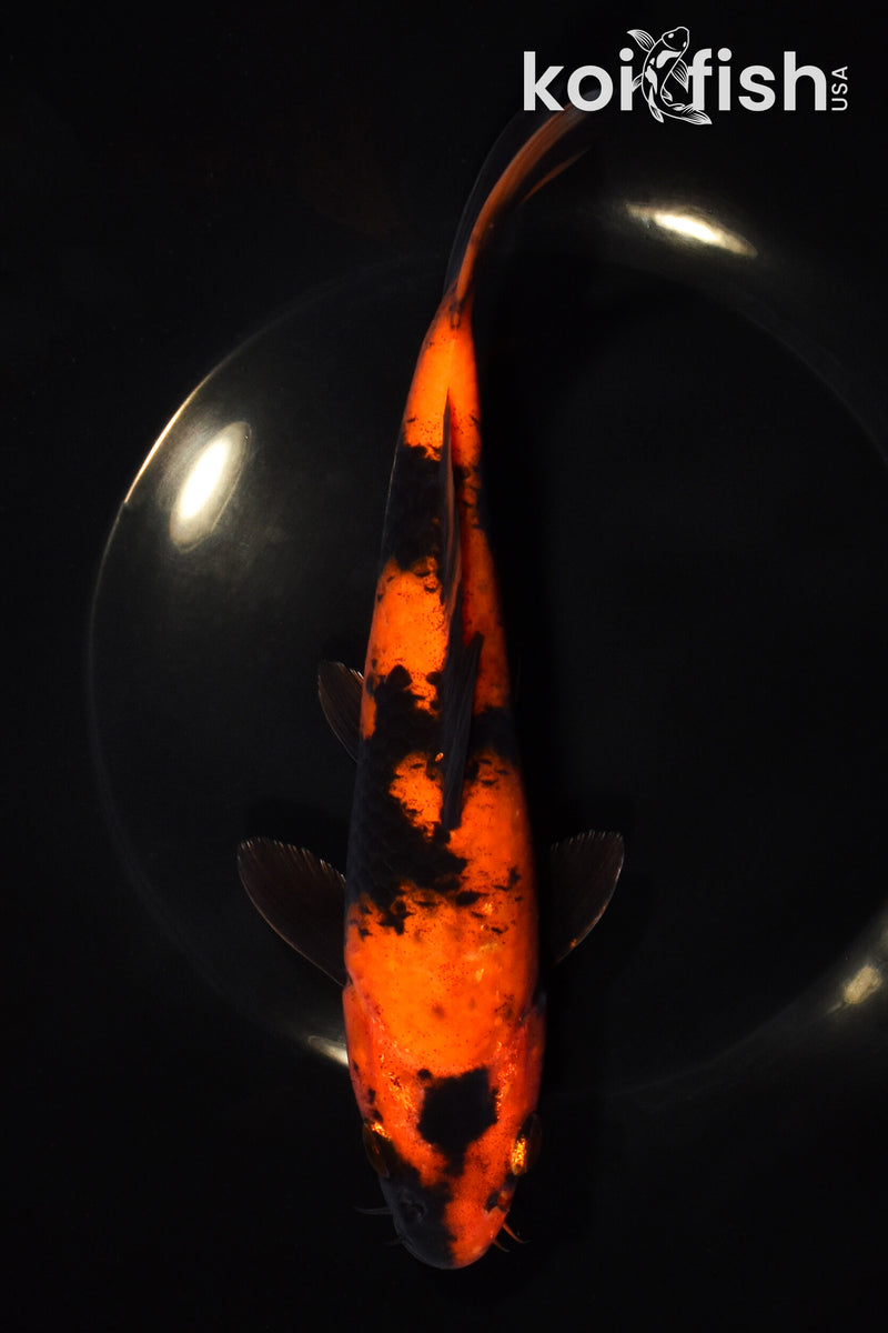 8.25" HI UTSURI