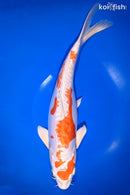 13.75" KIKUSUI