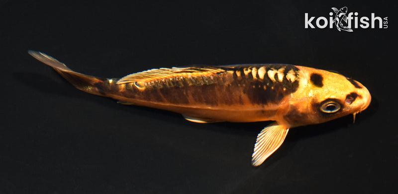 5.5" BENI KIKOKURYU