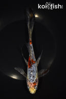 8.5" SHUBUNKIN GOLDFISH