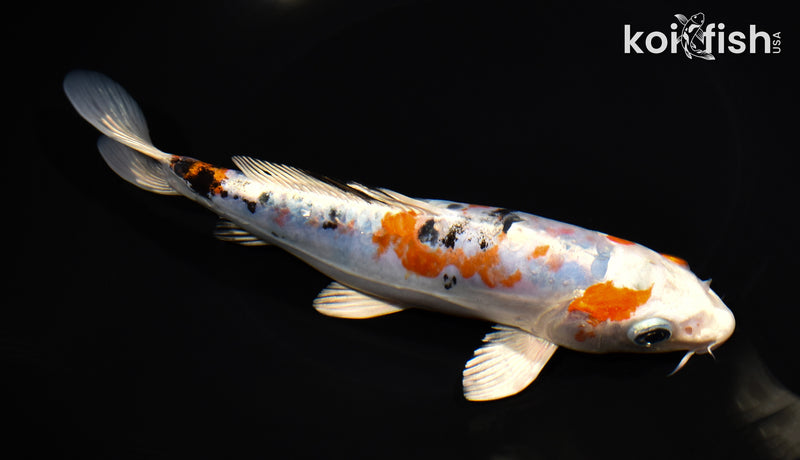 7.75" HEISEI NISHIKI