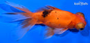 5.25" TELESCOPE FANTAIL GOLDFISH