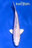 4.25" PLATINUM OGON