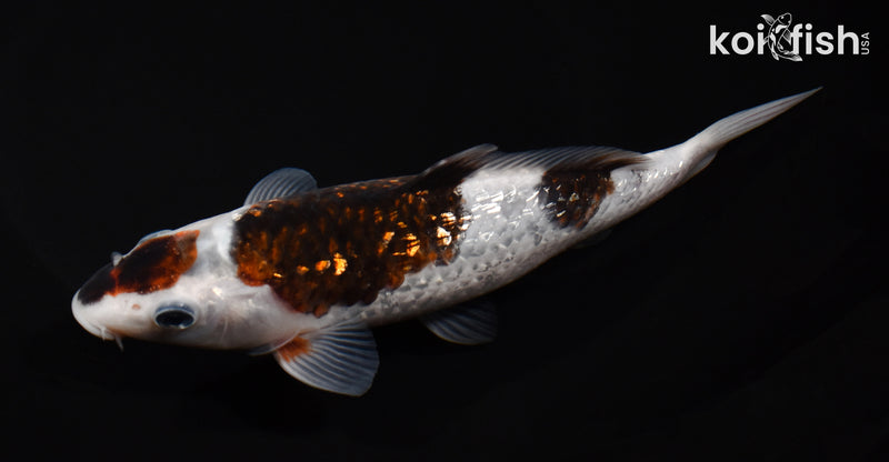 6.75" GINRIN BUDO GOROMO