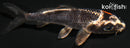 4.25" GINGA