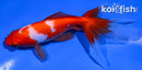 5" WATONAI GOLDFISH