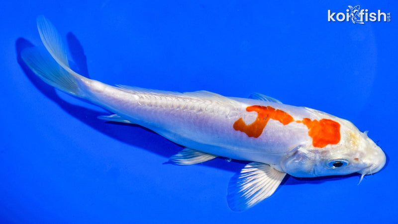7" KIKUSUI