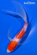 7.75" GINRIN KOHAKU BUTTERFLY