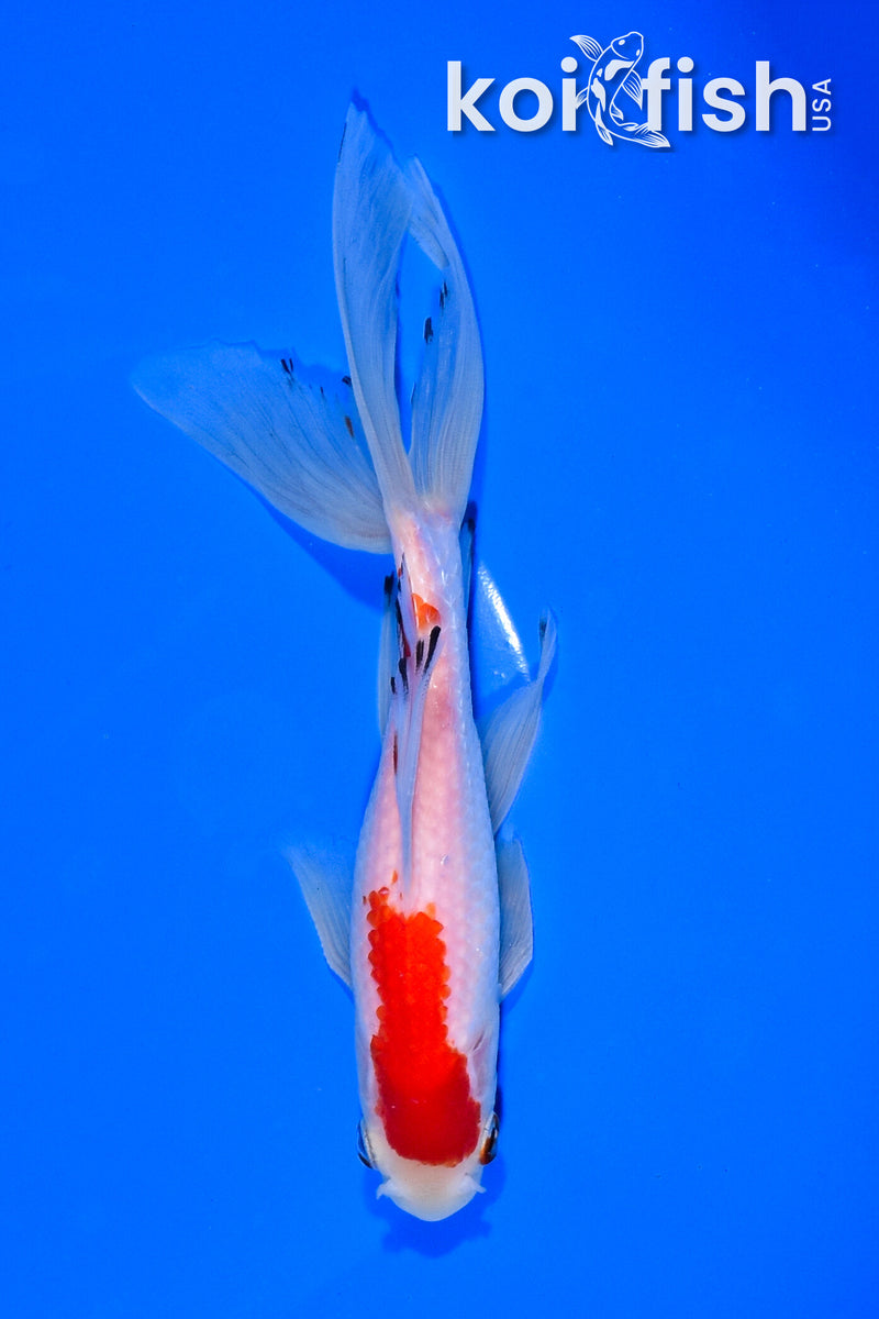 6.25" WATONAI GOLDFISH