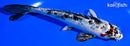 5.5" YAMATO NISHIKI