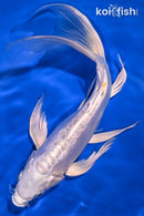 9.5" DOITSU PLATINUM OGON BUTTERFLY