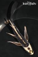 5.75" KIKOKURYU BUTTERFLY
