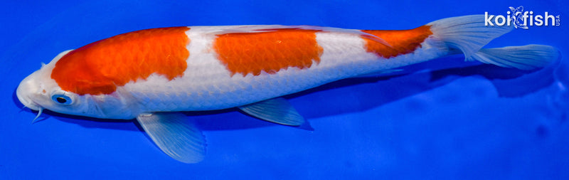 9" KOHAKU