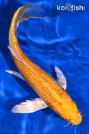 8.75" YAMABUKI OGON BUTTERFLY
