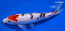 9.25" SANKE