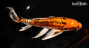 10" ARAGOKE BENI KIKOKURYU BUTTERFLY