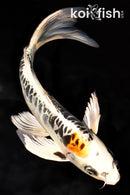 10" ARAGOKE KUJAKU BUTTERFLY