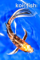 7.25" YAMATO NISHIKI BUTTERFLY