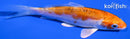 4.25" HEISEI NISHIKI