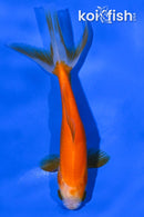 4" WAKIN GOLDFISH