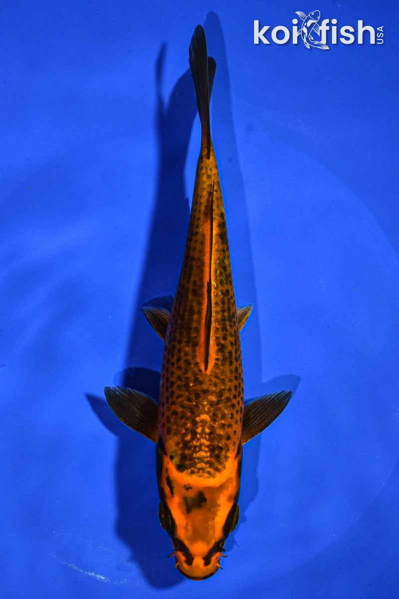 6.5" ORENJI MATSUBA