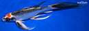 9.75" KUJAKU BUTTERFLY