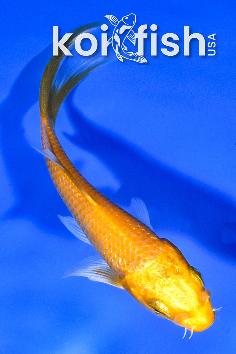 3.75" YAMABUKI OGON BUTTERFLY