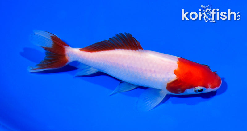 5" SARASA WAKIN GOLDFISH