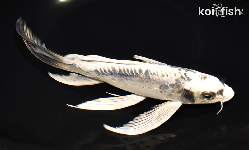 9.25" KIKOKURYU BUTTERFLY
