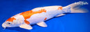 13.75" KIKUSUI