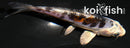 4.5" BENI KIKOKURYU
