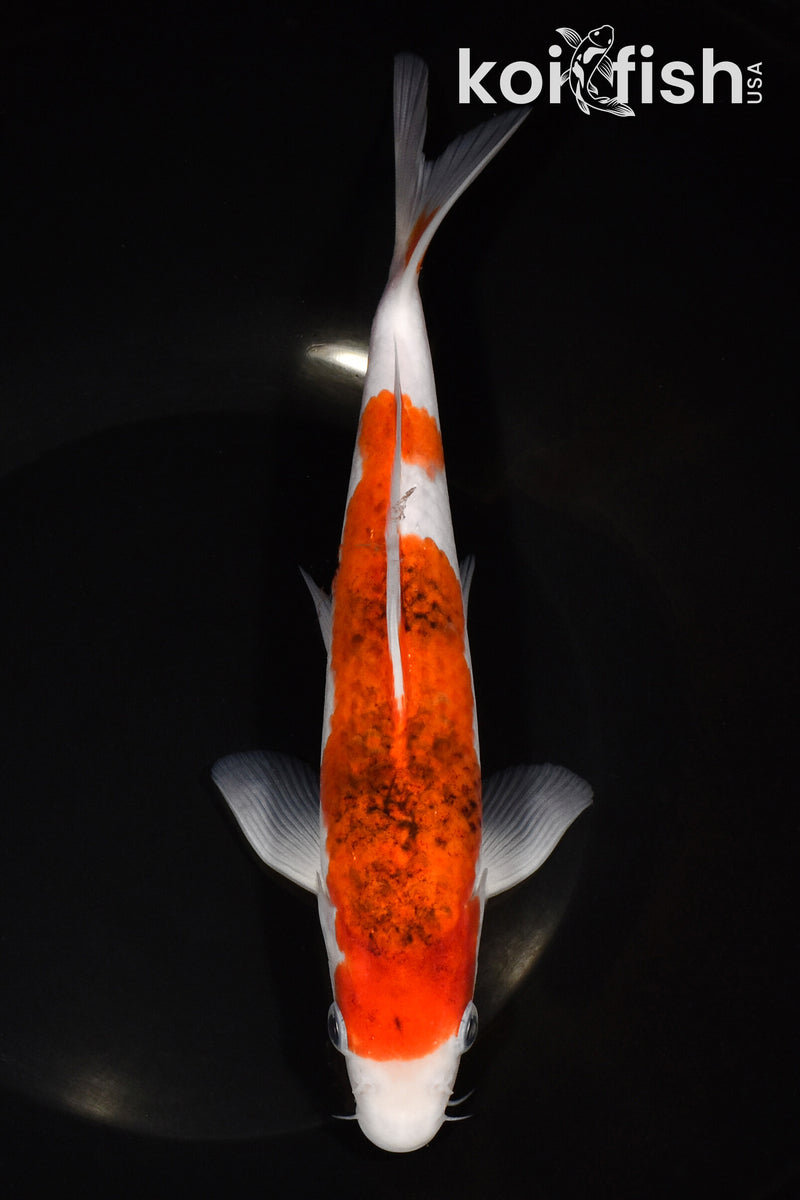 8.5" GOROMO