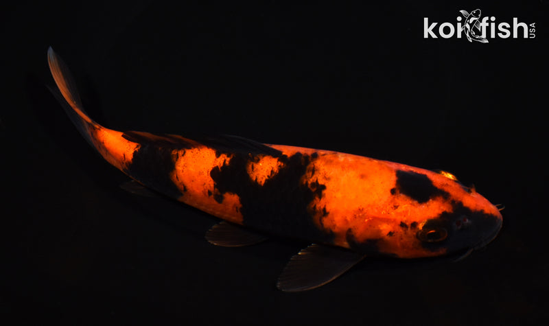 8.25" HI UTSURI