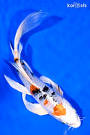 7.5" YAMATO NISHIKI BUTTERFLY