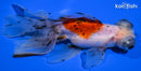 5.5" CALICO TELESCOPE GOLDFISH