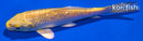 4.5" GINRIN YAMABUKI OGON