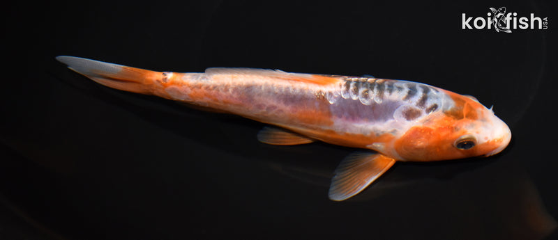 7" GINRIN HI SHUSUI