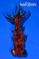 4" TELESCOPE FANTAIL GOLDFISH