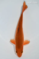 6.5" CHAGOI