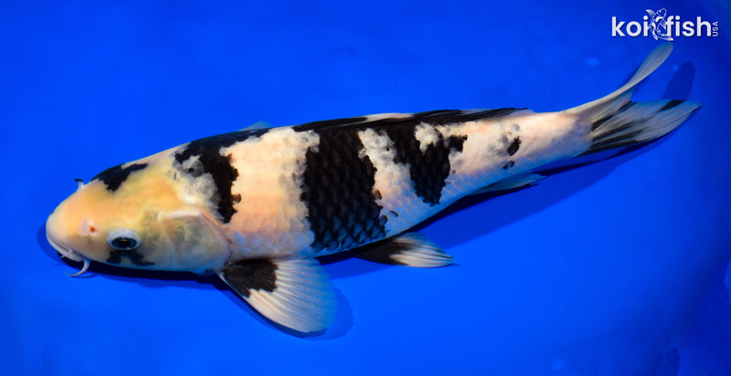 13" SHIRO UTSURI