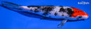 7.25" SANKE