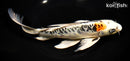 10" ARAGOKE KUJAKU BUTTERFLY