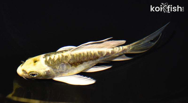 5.25" KIN KIKOKURYU BUTTERFLY
