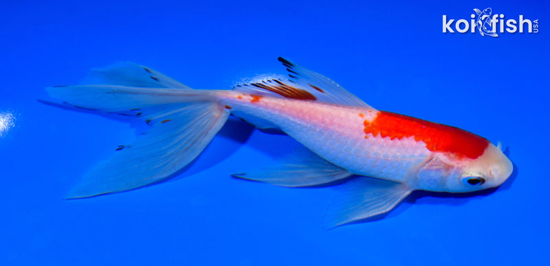 6.25" WATONAI GOLDFISH