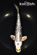 8.25" GINRIN ARAGOKE BENI KIKOKURYU