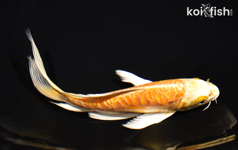 6.75" ARAGOKE YAMABUKI OGON BUTTERFLY