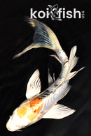 6.5" HEISEI NISHIKI BUTTERFLY