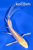 4.75" GINRIN YAMABUKI OGON BUTTERFLY